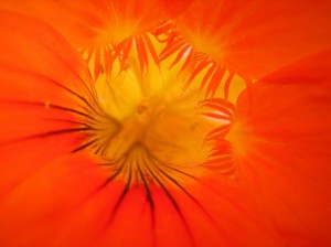 nasturtium-184990_1280