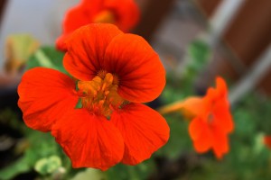 nasturtium-686987_1280