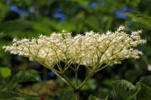 elderberry-flower-374505_1920