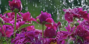 flowers_in_the_rain_wallpaper-660x330