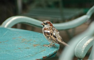 sparrow-741776_1920