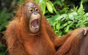 PIC BY THOMAS MARENT / ARDEA / CATERS NEWS - (PICTURED: A juvenile Borneo Orangutan in, Tanjung Puting National Park, Indonesia laughing) - These comical creatures are clearly up FUR a laugh in these sidesplitting images which show a variety of ecstatic animals enjoying a good old chuckle. The hilarious snaps, taken by a whole host of photographers from around the globe, prove life in the jungle is most definitely jolly, as creatures from an orangutan to a elephant seal are pictured mid-laugh. A cheery chimpanzee can be seen sporting a toothy grin as he enjoys life at Chimfunshi Wildlife Orphanage in Zambia. And a pot-bellied pig is clearly tickled pink at his home in Lower Saxony, Germany. In another image an Icelandic horse appears to crack up when he spots a photographers camera, while a chuckling cheetah creases up in Kenya. SEE CATERS COPY
