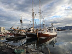 Whale watching boats