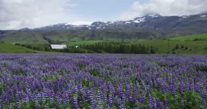 362036164-nootka-lupin-reykjanes-wildflower-meadow-flower