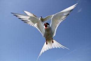 arctic_tern_2782