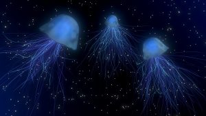 jellyfish-1730018_1920